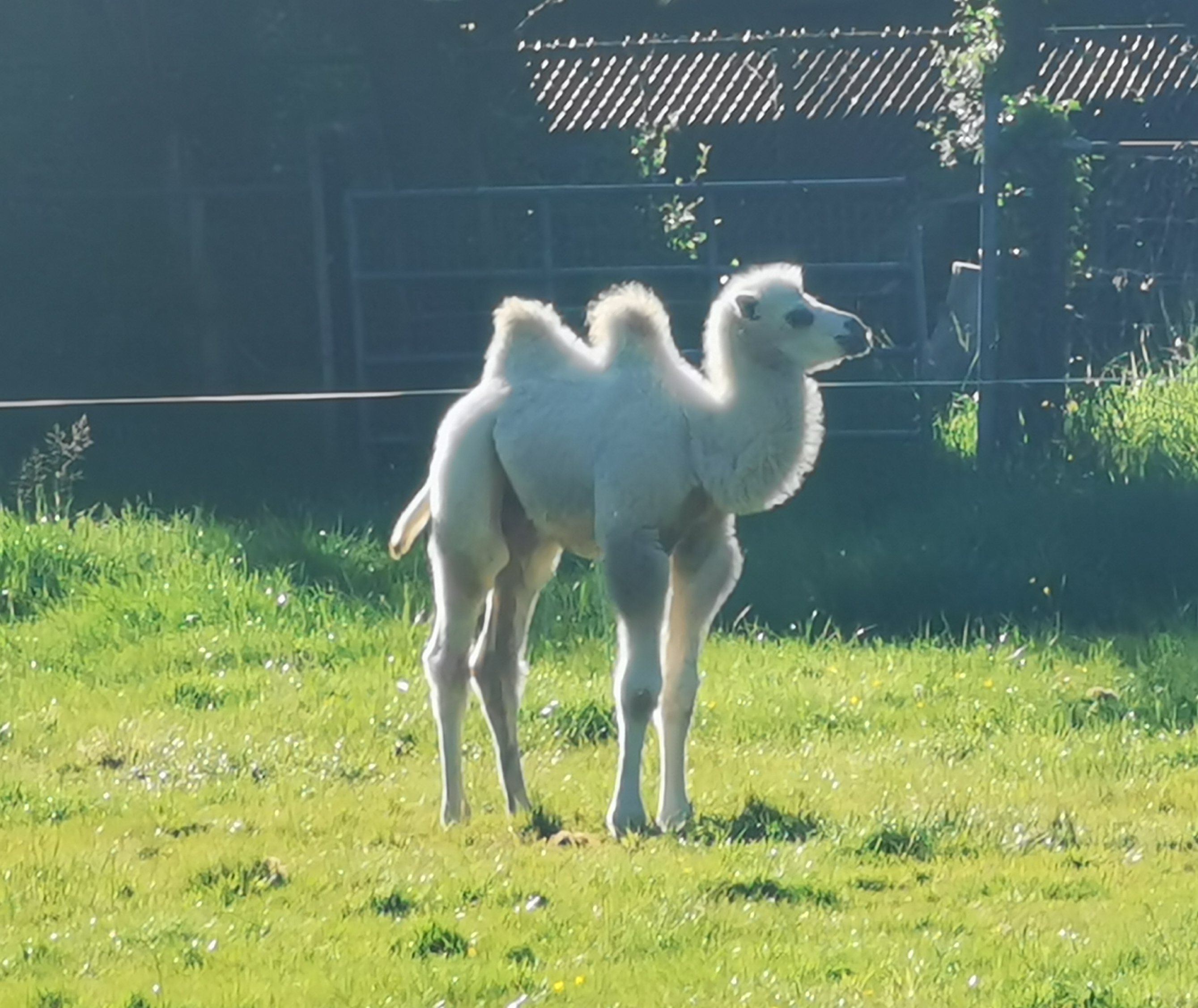 Nieuw leven in Appelscha